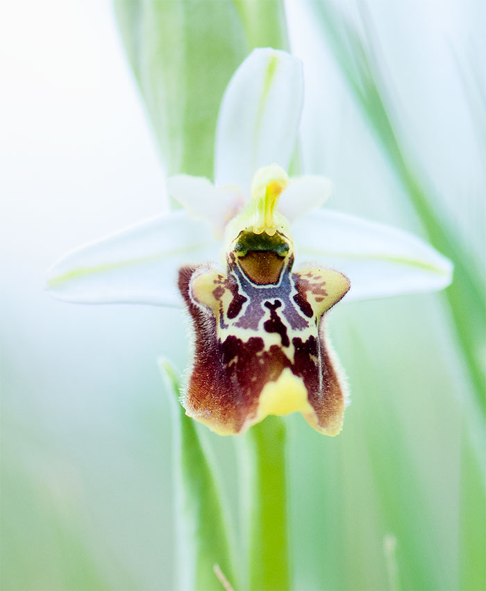 Ophiris fuciflora da confermare